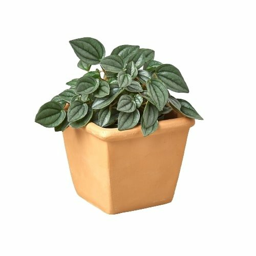 Plants | 1 Pre-Potted Subscription Box Plants Plants