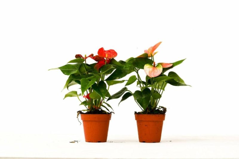 Plants | 2 Anthurium Variety Pack – 4″ Pots Plants Plants