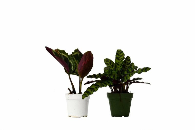 Plants | 2 Calathea Plants Variety Pack In 4″ Pots Plants Plants