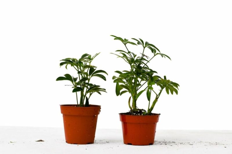 Plants | 2 Different Schefflera Plants Variety Pack – 4″ Pot Plants Plants