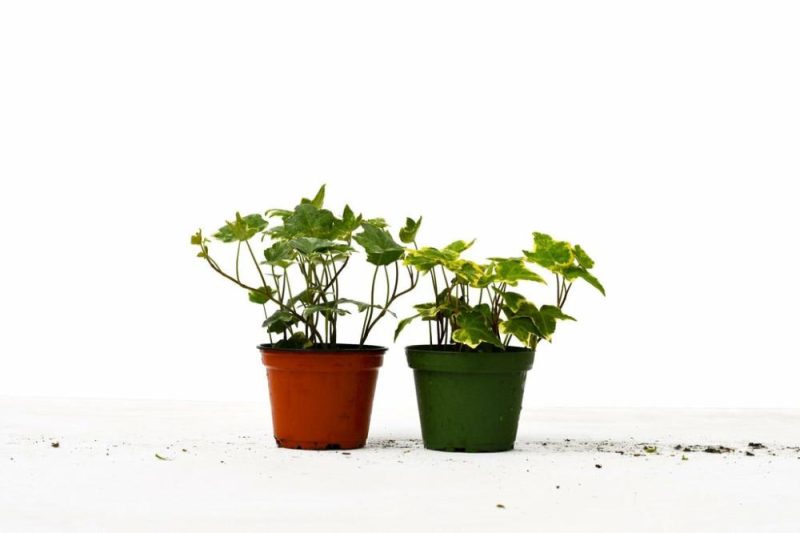 Plants | 2 English Ivy Variety Pack – 4″ Pot Plants Plants