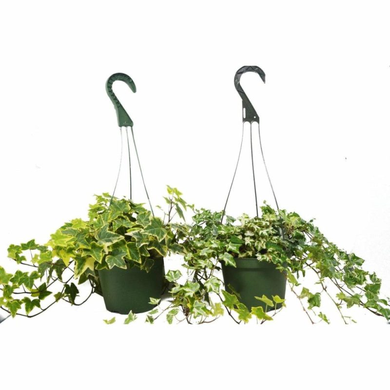 Plants | 2 English Ivy Variety Pack – Free Care Guide – 6″ Hanging Pot Plants Plants