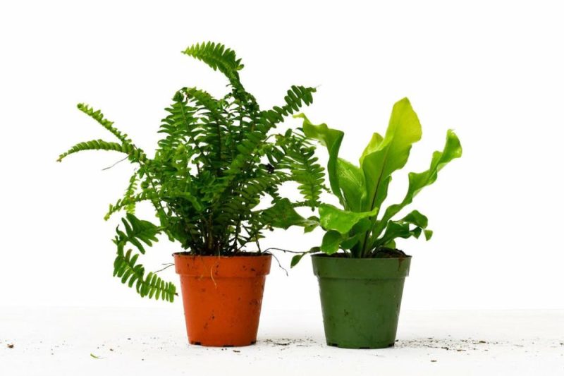 Plants | 2 Fern Variety Pack – 4″ Pot Plants Plants