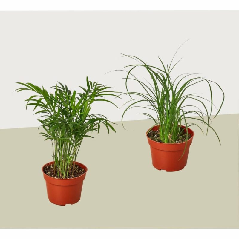 Plants | 2 Palm Variety Pack / 4″ Pots / Live Plant / House Plant Plants Plants