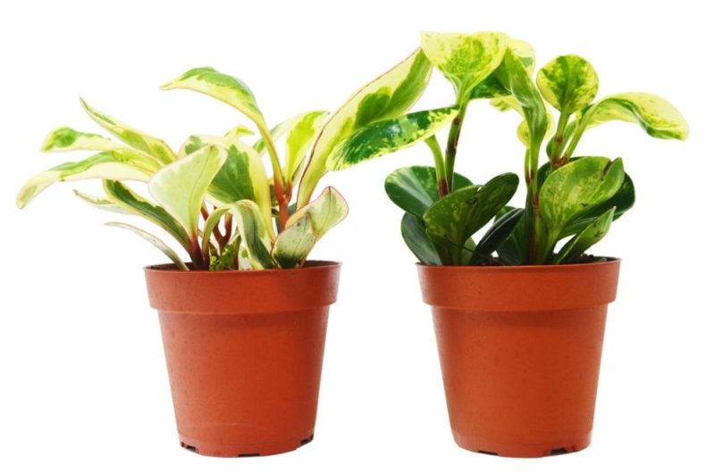 Plants | 2 Peperomia Plants Variety Pack In 4″ Pots – Baby Rubber Plants Plants Plants