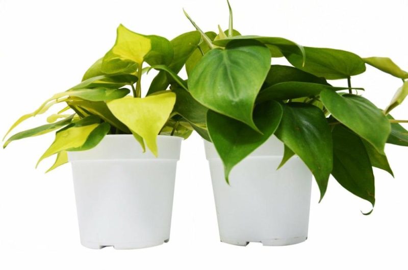 Plants | 2 Philodendron Variety Pack – 4″ Pots Plants Plants