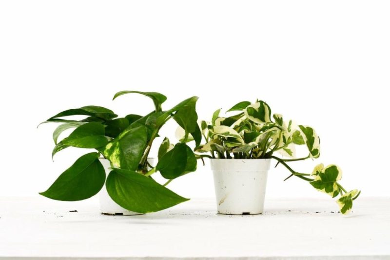 Plants | 2 Pothos Variety Pack – 4″ Pot Plants Plants