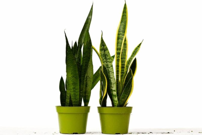 Plants | 2 Snake (Sansevieria) Plant Variety Pack – 6″ Pot Plants Plants