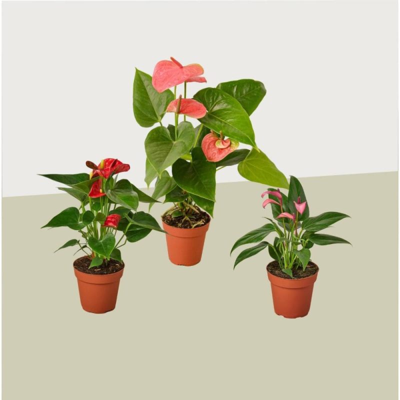 Plants | 3 Anthurium Variety Pack- All Different Colors – 4″ Pots Plants Plants