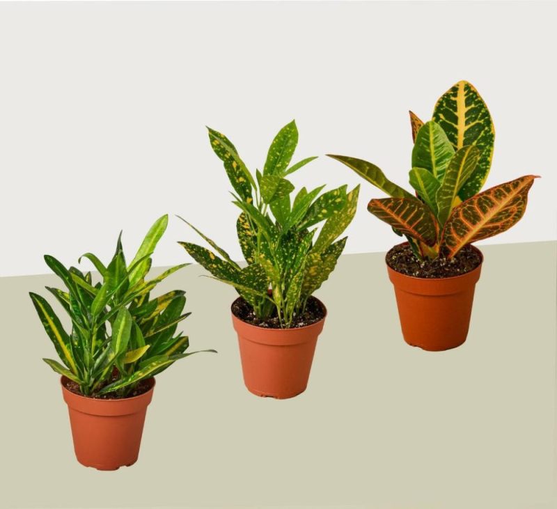 Plants | 3 Croton Variety Pack / 4″ Pot / Live Plant / House Plant Plants Plants