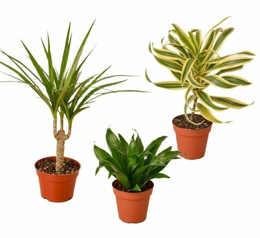 Plants | 3 Different Dracaenas Variety Pack – 4″ Pot Plants Plants