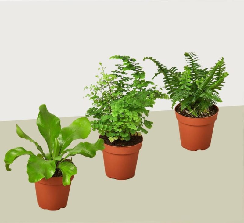 Plants | 3 Fern Variety Pack – Live Plants – Free Care Guide – 4″ Pot – House Plant Plants Plants