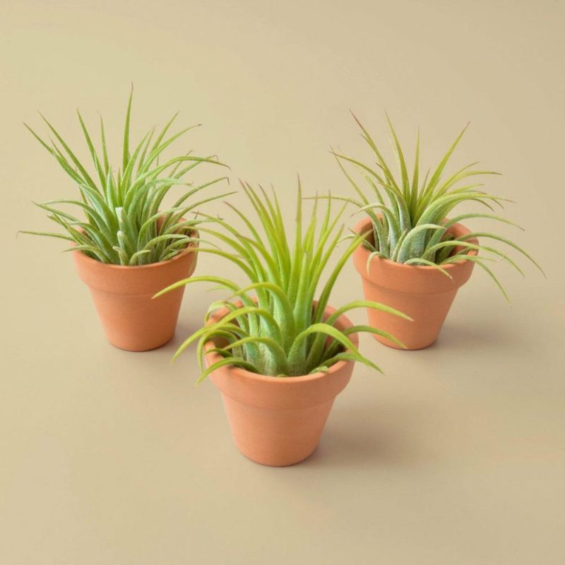 Plants | 3 Ionantha Air Plants With Mini Terra Cotta Pots Plants Plants