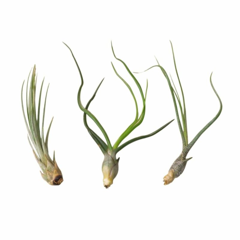 Plants | 3 Large Tillandsia Air Plant Variety Pack Plants Plants