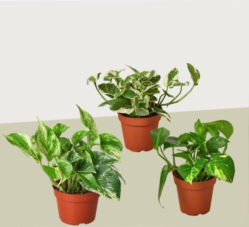 Plants | 3 Pothos Variety Pack / 4″ Pot / Live Plant / Home And Garden Plants Plants Plants