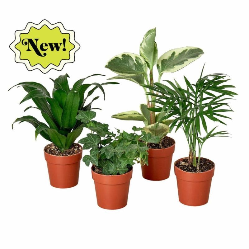 Plants | 3″ Tropical Plant Variety Bundle Plants Plants