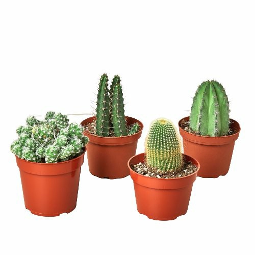 Plants | 4 Cacti Variety Pack – 4.0″ Pot Plants Plants