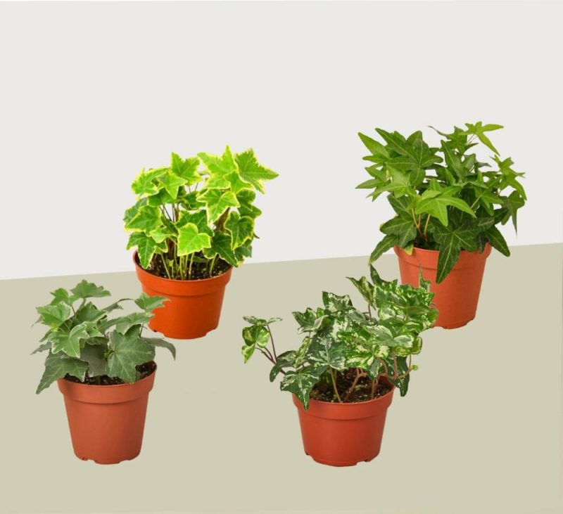 Plants | 4 Different English Ivy Plants – 4″ Pots – Live House Plant Plants Plants