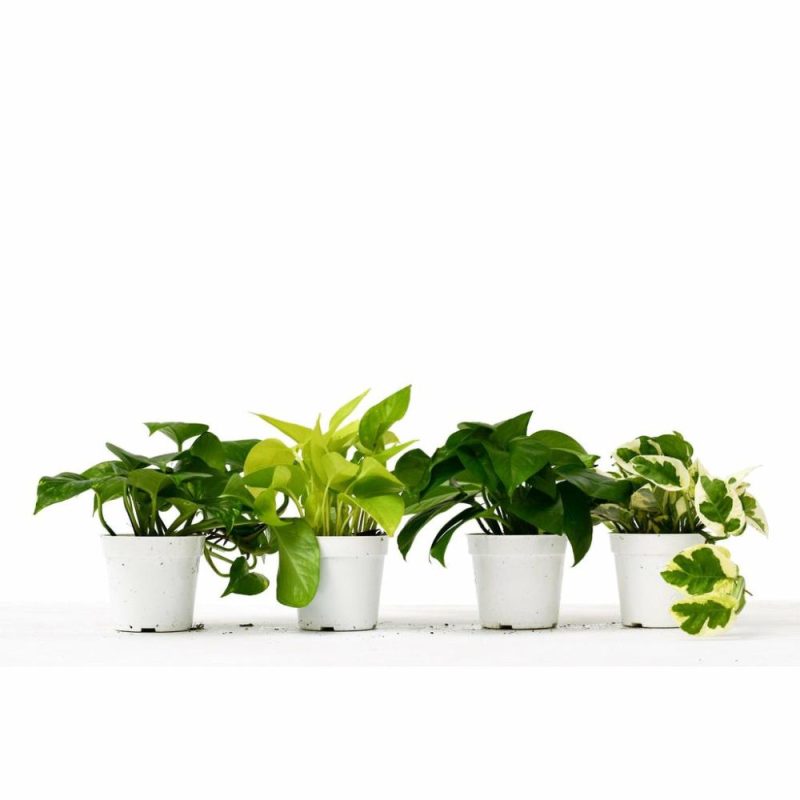 Plants | 4 Different Pothos Plants In 4″ Pots – Live House Plant Plants Plants