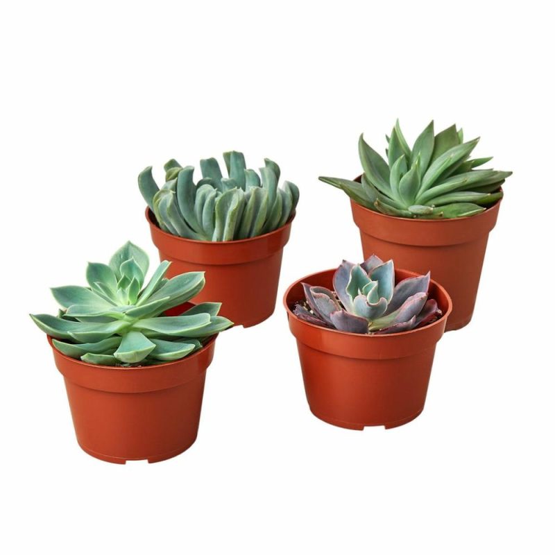 Plants | 4 Echeveria Succulent Variety Pack – 4.0″ Pot Plants Plants