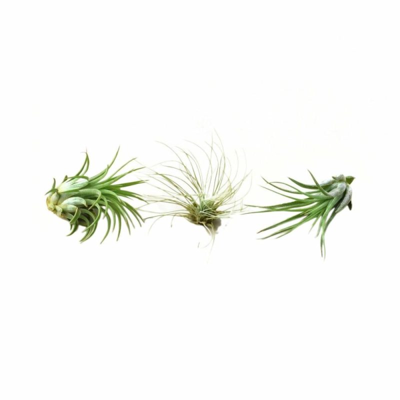 Plants | Air Plant 3 Pack – Three Air Plant Varieties – 2″-3″ Large Plants Plants