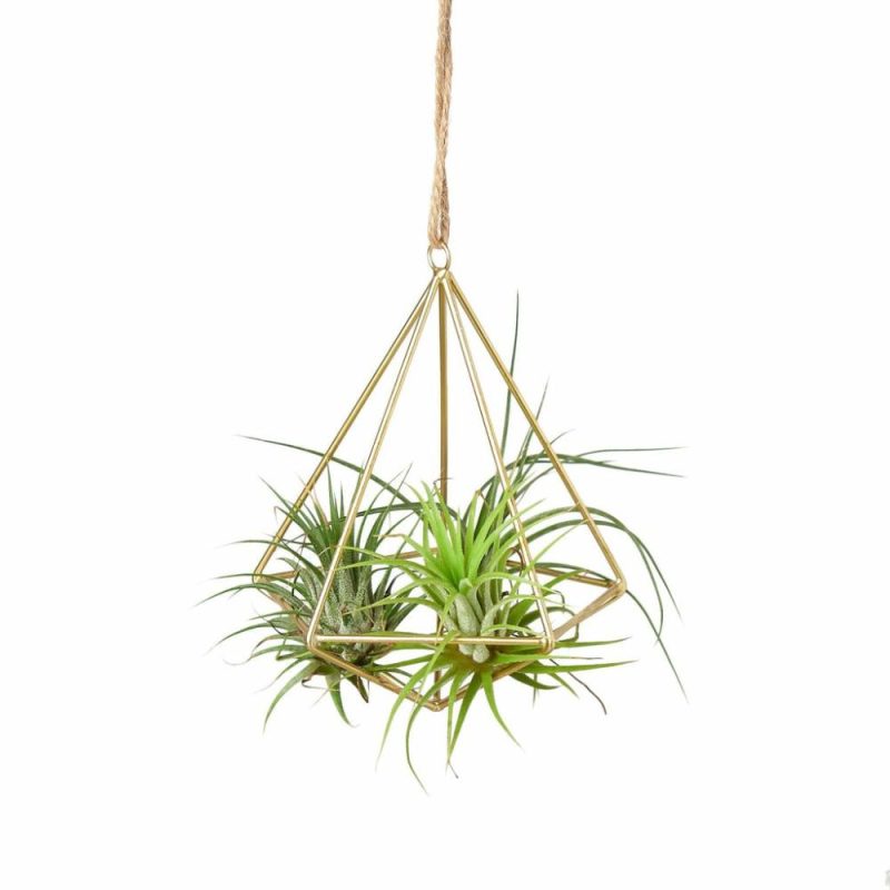 Plants | Air Plant Display Hanger – Brass Plants Plants