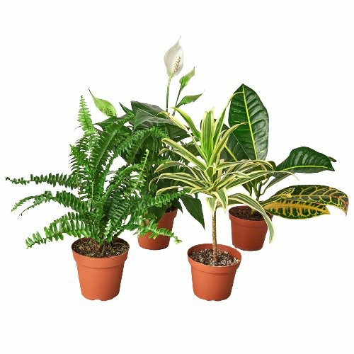 Plants | Air Purifying Variety Bundle Plants Plants