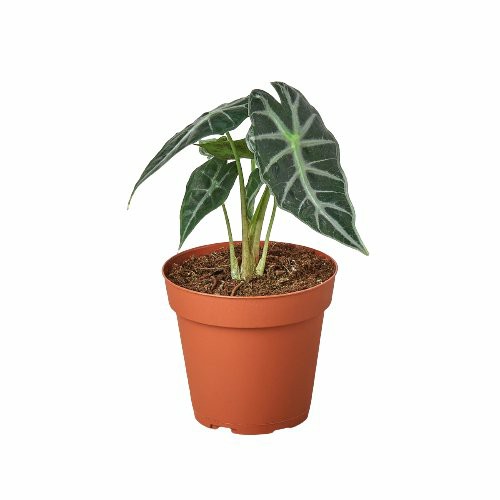 Plants | Alocasia Amazonica ‘Bambino’ Plants Plants