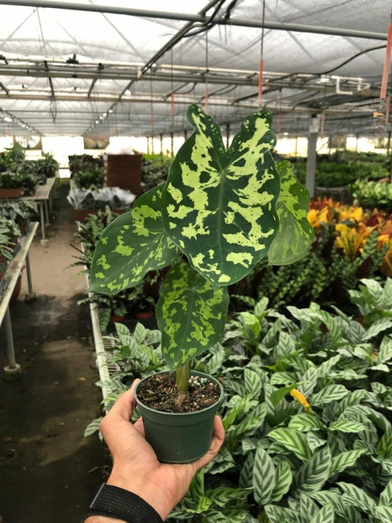 Plants | Alocasia ‘Hilo Beauty’ Plants Plants