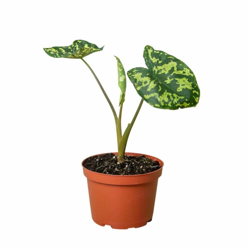 Plants | Alocasia ‘Hilo Beauty’ Plants Plants