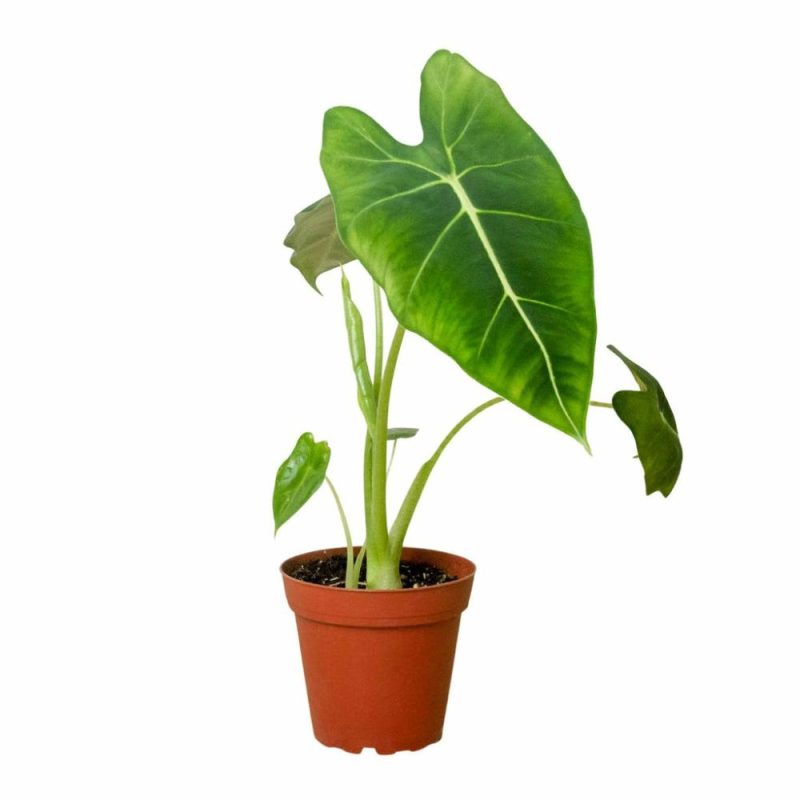 Plants | Alocasia Micholitziana ‘Frydek’ Plants Plants