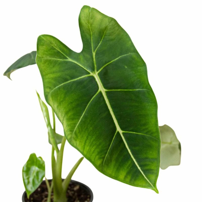 Plants | Alocasia Micholitziana ‘Frydek’ Plants Plants