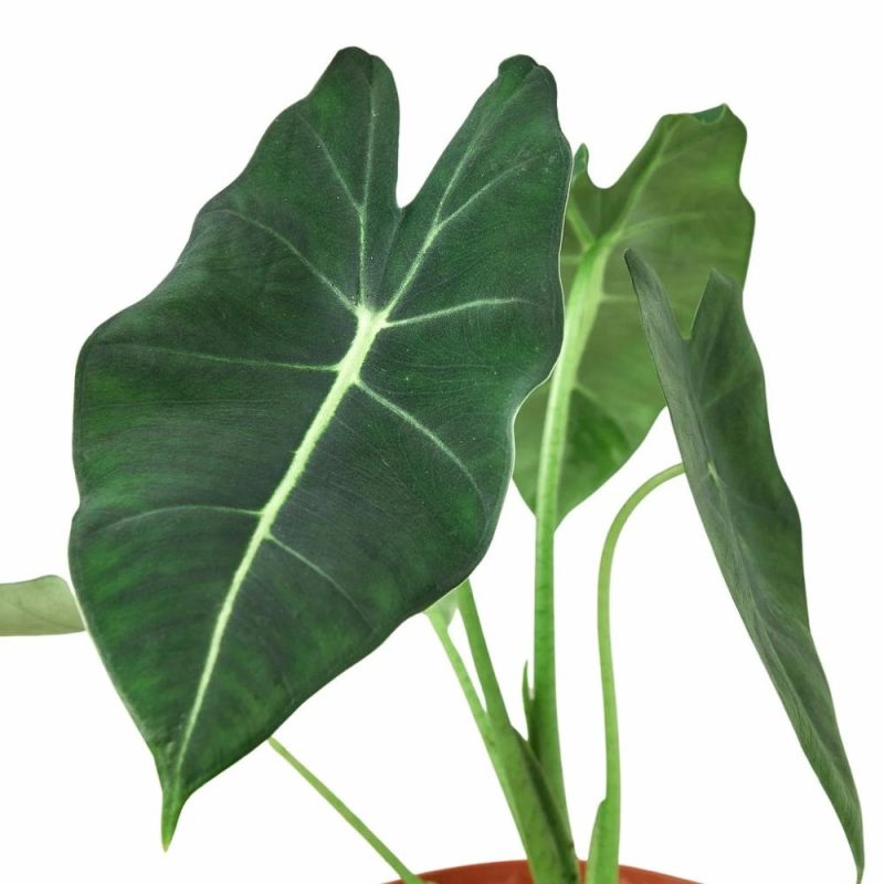 Plants | Alocasia Micholitziana ‘Frydek’ Plants Plants