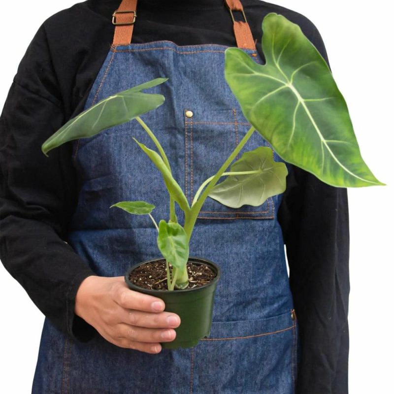 Plants | Alocasia Micholitziana ‘Frydek’ Plants Plants