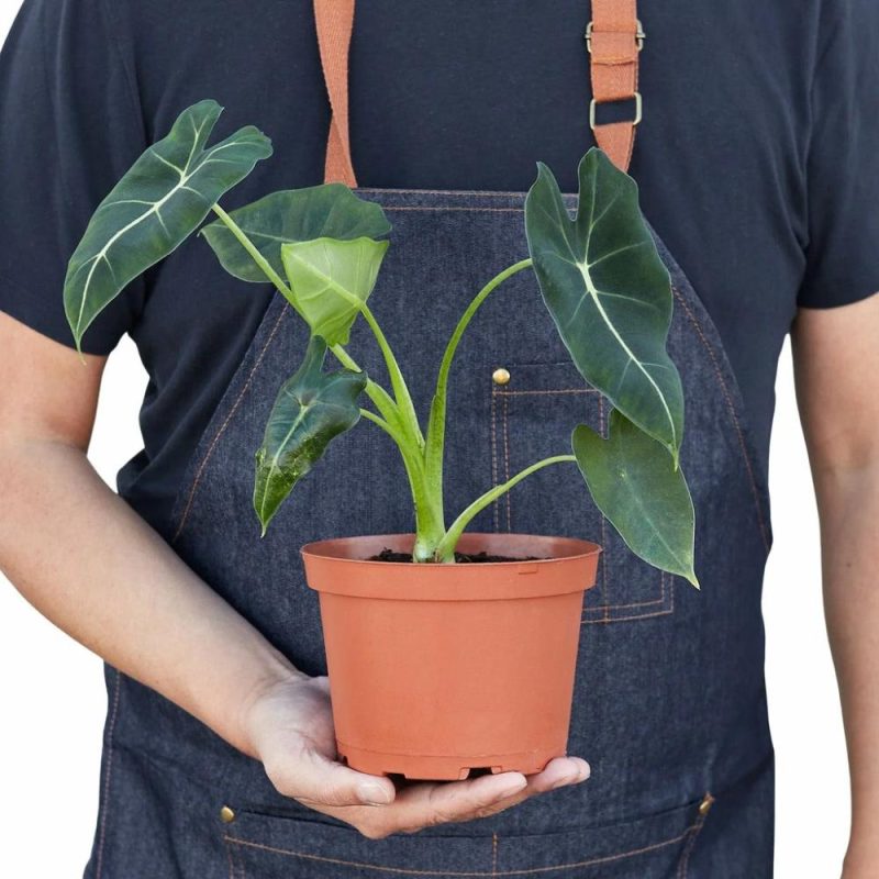 Plants | Alocasia Micholitziana ‘Frydek’ Plants Plants