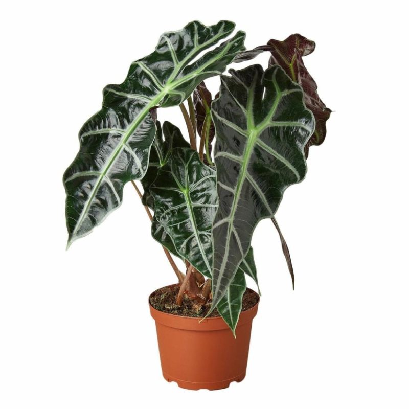 Plants | Alocasia Polly ‘African Mask’ Plants Plants