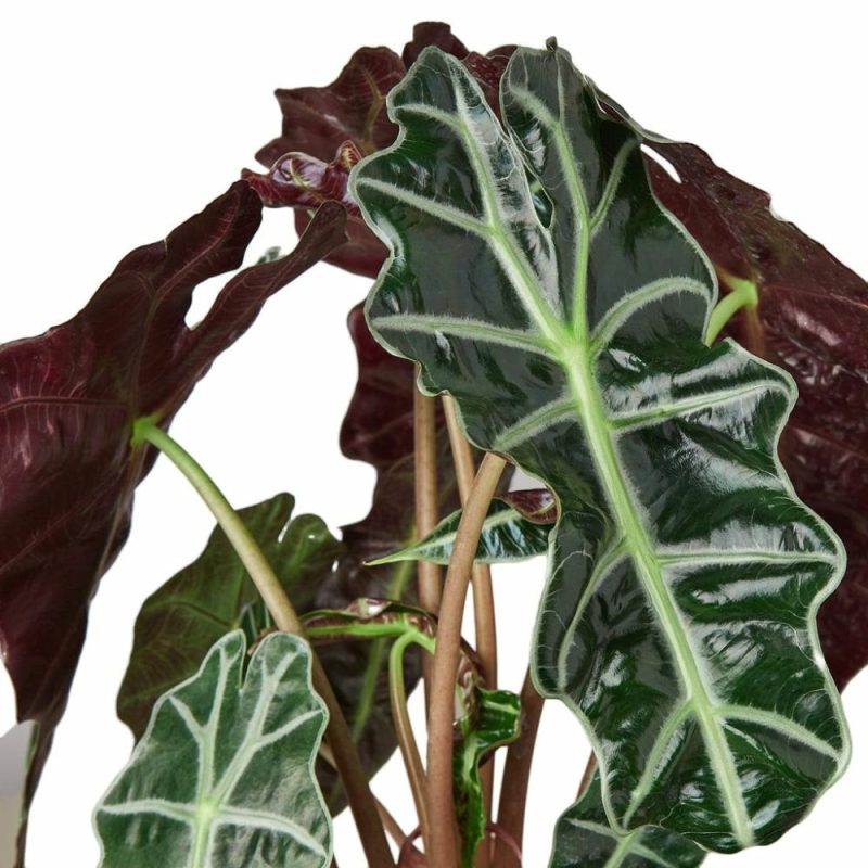 Plants | Alocasia Polly ‘African Mask’ Plants Plants