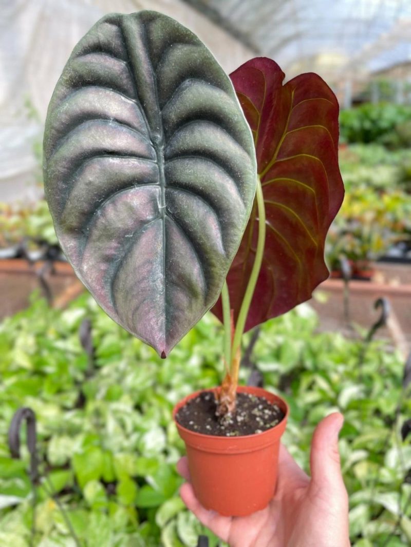 Plants | Alocasia ‘Red Secret’ Plants Plants