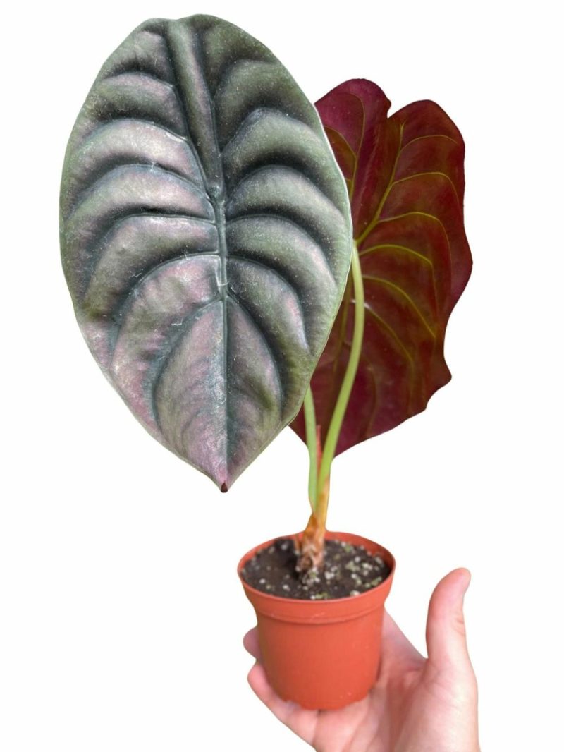 Plants | Alocasia ‘Red Secret’ Plants Plants