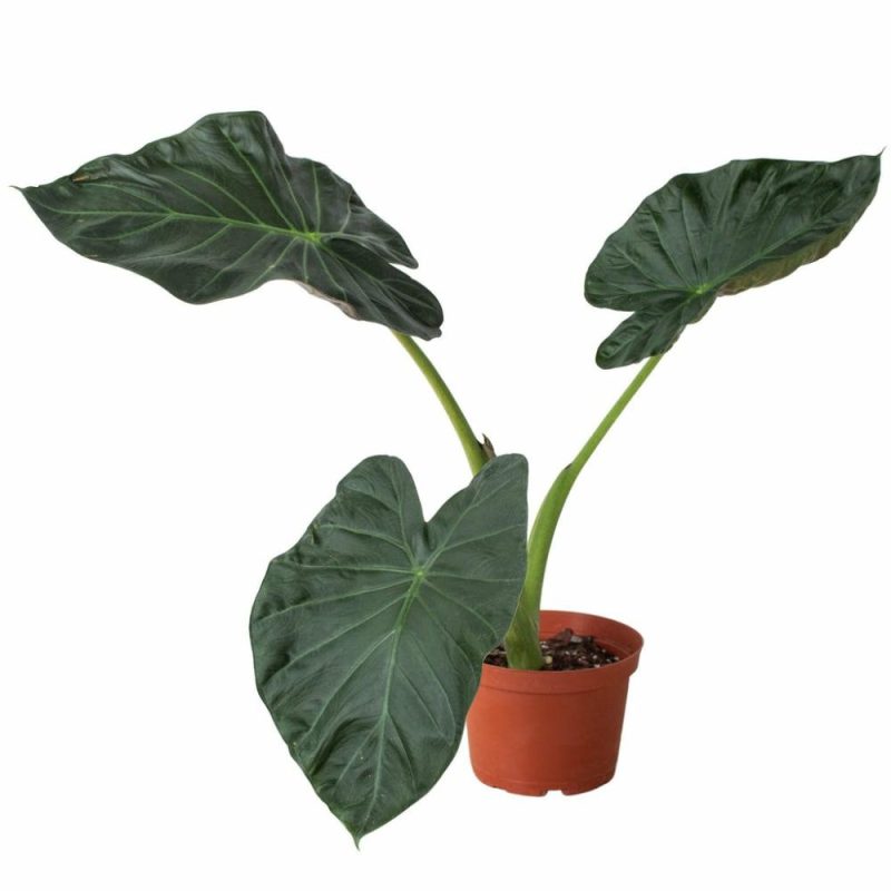 Plants | Alocasia ‘Regal Shields’ Plants Plants