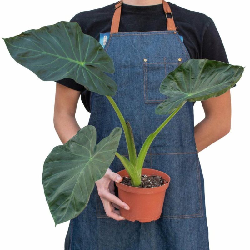 Plants | Alocasia ‘Regal Shields’ Plants Plants