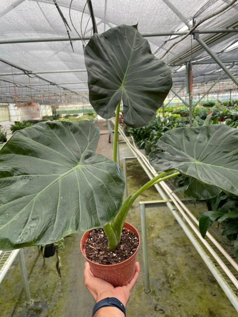 Plants | Alocasia ‘Regal Shields’ Plants Plants