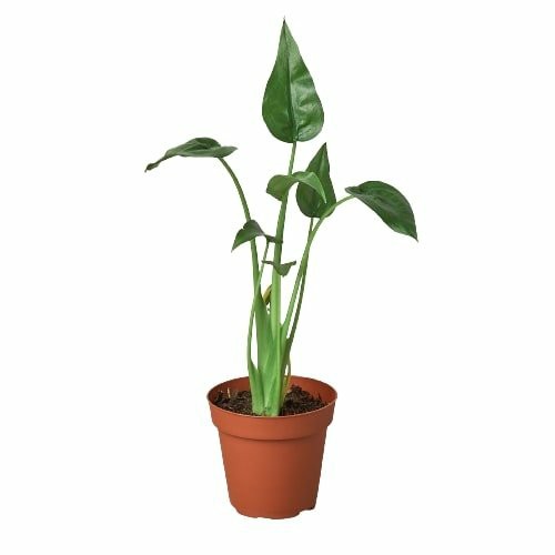 Plants | Alocasia ‘Tiny Dancer’ – 4″ Pot Plants Plants