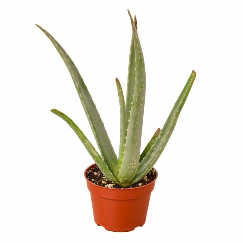 Plants | Aloe Vera Plants Plants