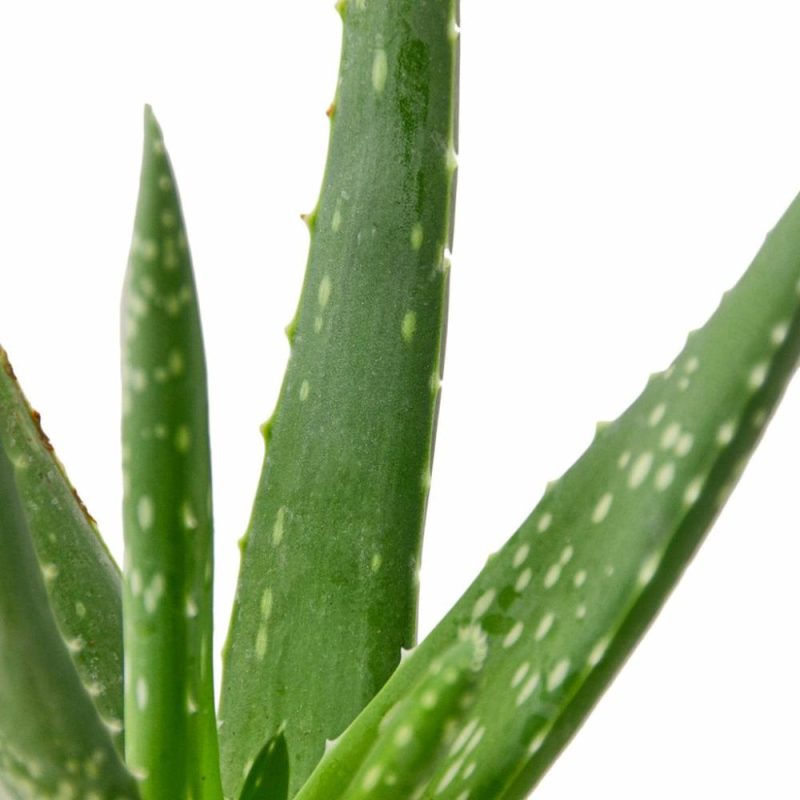 Plants | Aloe Vera Plants Plants