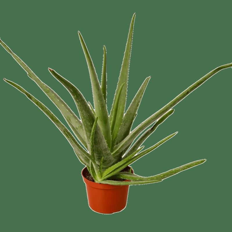 Plants | Aloe Vera Plants Plants