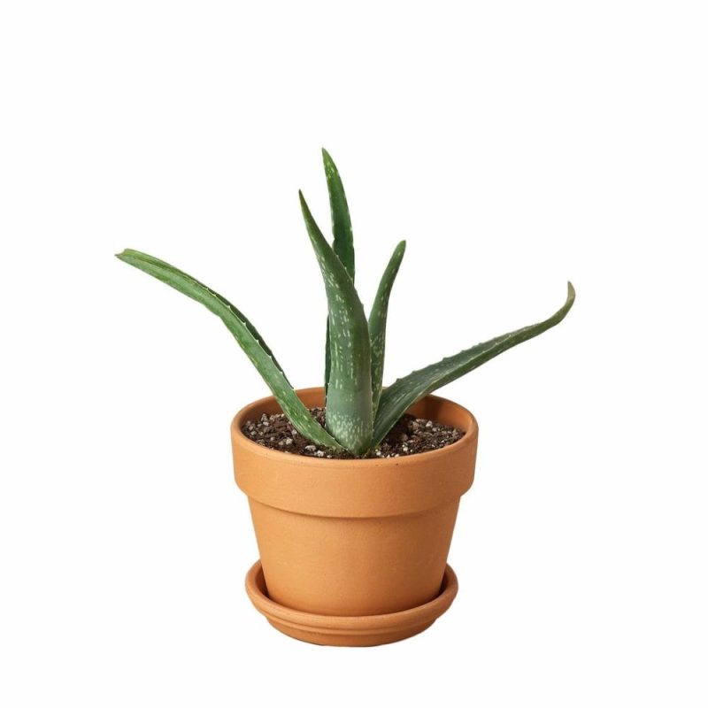 Plants | Aloe Vera Plants Plants