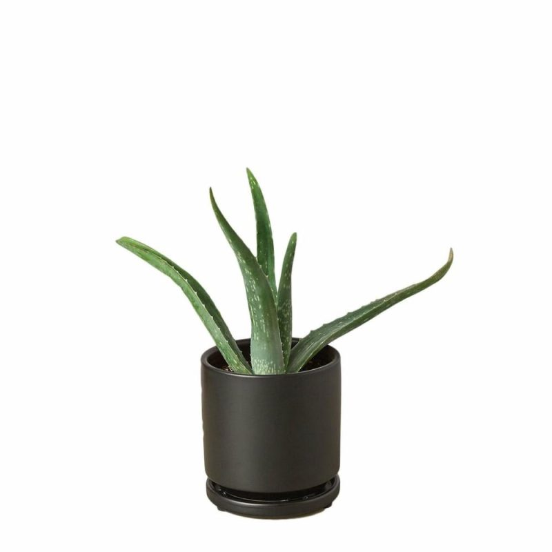 Plants | Aloe Vera Plants Plants