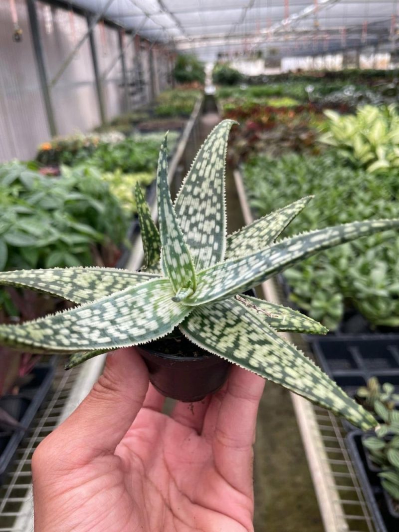 Plants | Aloe ‘White Fox’ Plants Plants