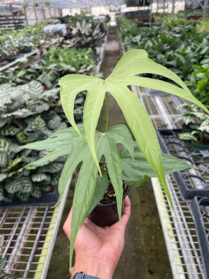 Plants | Anthurium Fingers Plants Plants